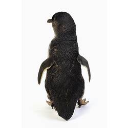 Penguin specimen mount with white belly and orange feet.