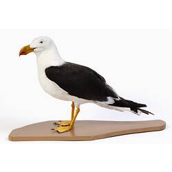 Black and white gull specimen mounted on a sandy base.