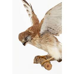 Mounted bird of prey specimen with brown and white feathers, wings outstretched.