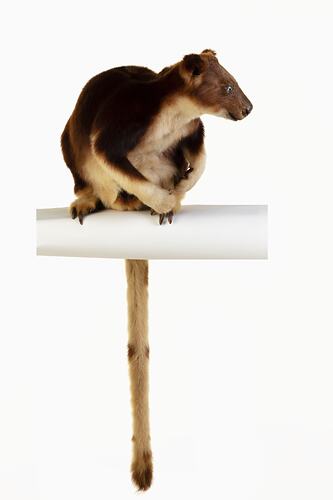 <em>Dendrolagus goodfellowi</em>, Goodfellow's Tree Kangaroo. [C 37851]