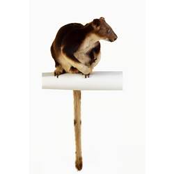 <em>Dendrolagus goodfellowi</em>, Goodfellow's Tree Kangaroo. [C 37851]