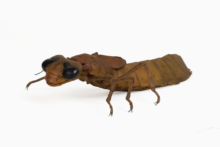 Brown insect model with dark eyes and long abdomen.