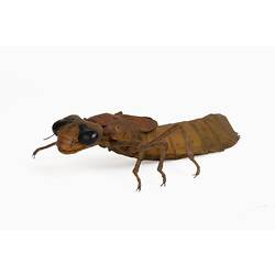 Brown insect model with dark eyes and long abdomen.