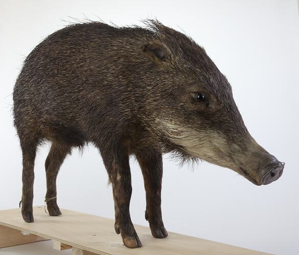 Front view of mounted Peccary specimen.