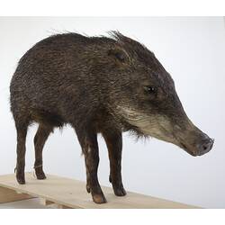 Front view of mounted Peccary specimen.