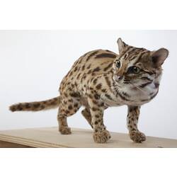 Leopard Cat specimen mounted on board.