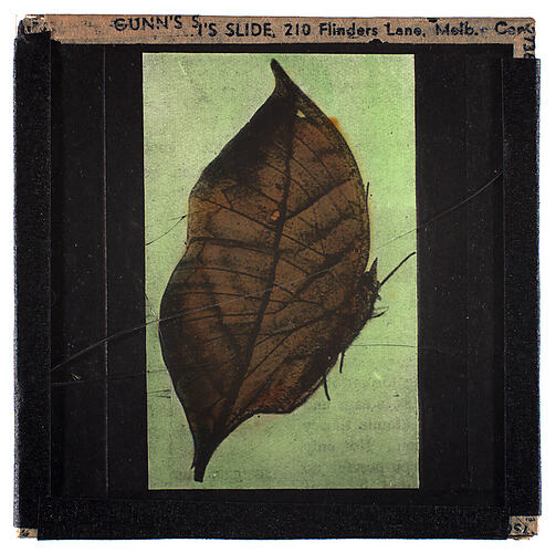 Lantern Slide - Universal Opportunity League, Insect on Leaf