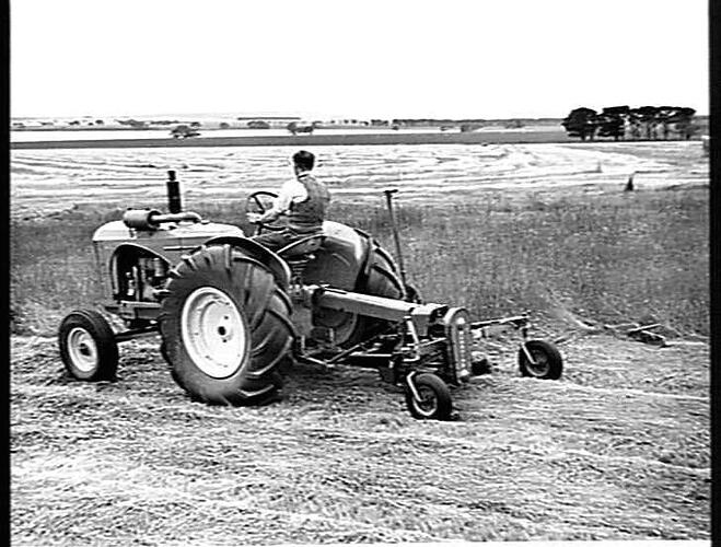 NO. 349. MOWING PERENNIAL RYE GRASS ON THE FARM OF MR. T. DOBSON, BURRUMBEET NEAR BALLARAT, VIC. USING A SUNSHINE POWER DRIVE MOWER COUPLED TO SUNSHINE MASSEY HARRIS TRACTOR. LAKE BURRUMBEET IS SEEN IN THE MIDDLE DISTANCE. DECEMBER, 1949