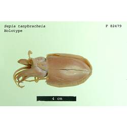 Ventral view of preserved cuttlefish specimen.