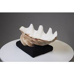 Giant clam shell with wavy edge.
