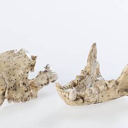 Fragmented fossil skull with mandible.
