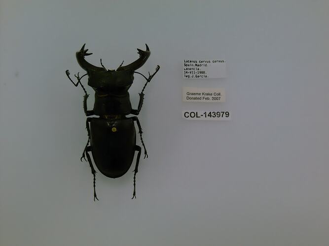 Shiny black beetle specimen with large mandibles, pinned next to text labels.