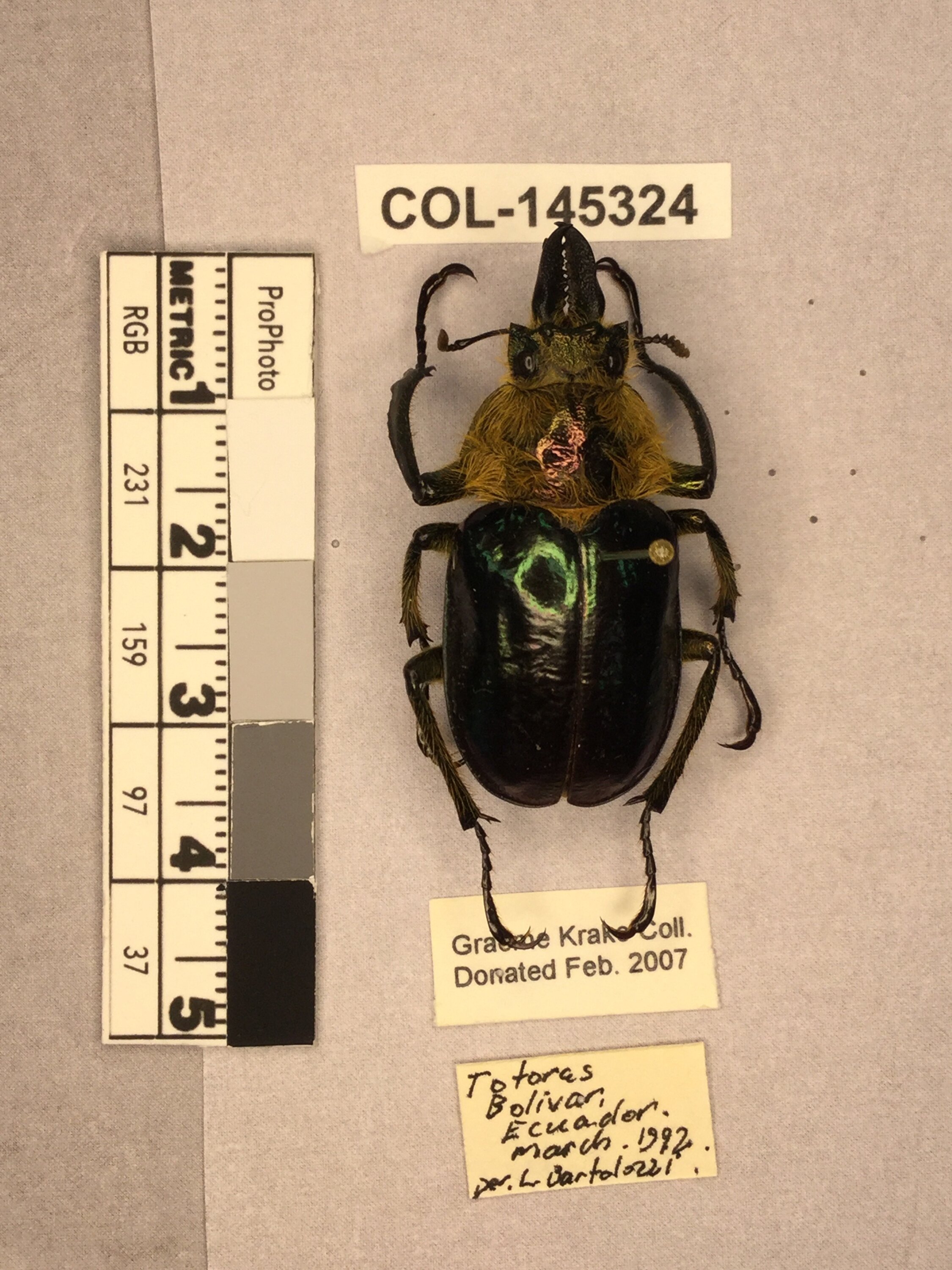 標本 Ecuador Sphaenognathus kolbei 34mm Sphaenognathus (Sphaenognathus) oberon (Kriesche, 1922)