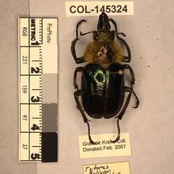 Shiny brown beetle specimen with large mandibles, pinned next to text labels.