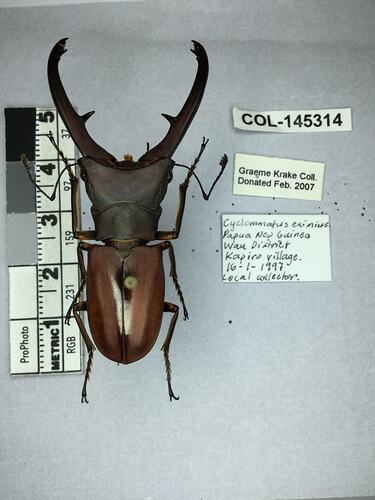 Shiny brown beetle specimen with large mandibles, pinned next to text labels.