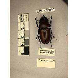 Dorsal view of pinned beetle specimen with labels.
