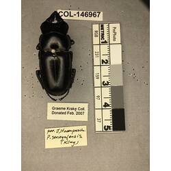 Dorsal view of pinned beetle specimen with labels.