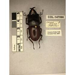 Dorsal view of pinned beetle specimen with labels.