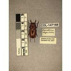 Dorsal view of pinned beetle specimen with labels.