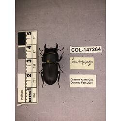 Dorsal view of pinned beetle specimen with labels.