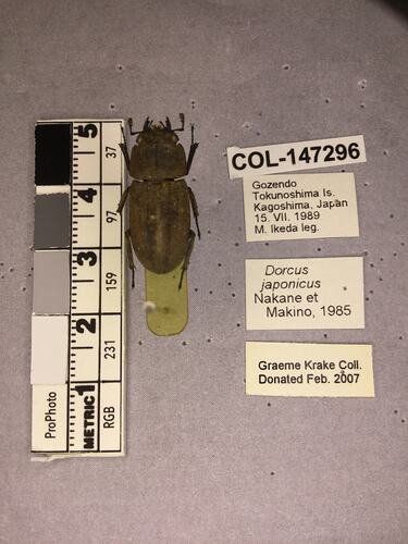 Shiny brown beetle specimen with large mandibles, pinned next to text labels.