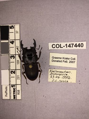 Shiny brown beetle specimen with large mandibles, pinned next to text labels.