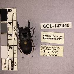 Shiny brown beetle specimen with large mandibles, pinned next to text labels.