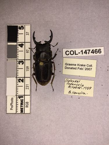 Shiny brown beetle specimen with large mandibles, pinned next to text labels.