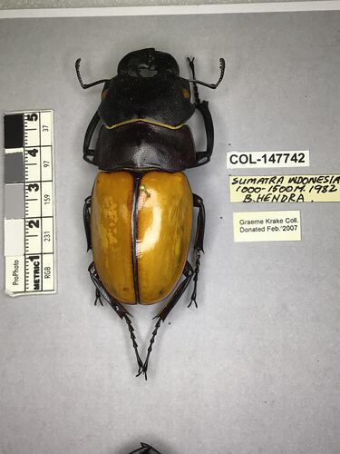 Shiny brown beetle specimen with large mandibles, pinned next to text labels.