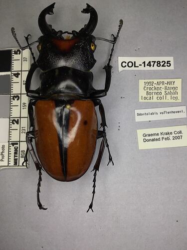 Shiny brown beetle specimen with large mandibles, pinned next to text labels.