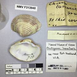 Dry Venus Clam shell beside labels.
