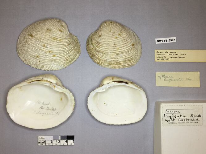 Dry Venus Clam shells beside labels.