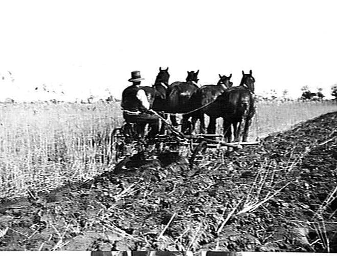 NOS 1, 2, 3 & 4. SUNREED PLOUGHING IN TALL REEDS ON MR. A. WAKENSHAW'S FARM, MODELLA VIA LONGWARRY. AUG 1929.