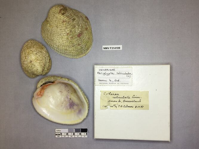 Dry Venus Clam shells beside labels.