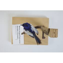 <em>Malurus leucopterus leuconotus</em>, White-winged Fairy-wren. [B 21366]