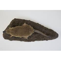 <em>Desmana moschata</em>, Russian Desman. [C 30202]