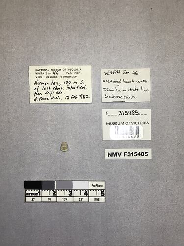 Dry stony coral specimen beside labels.