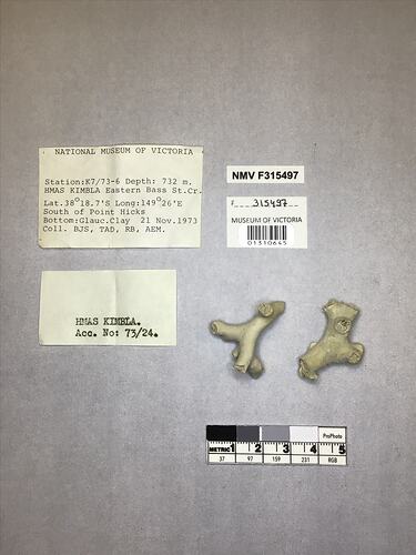 Dry stony coral specimens beside labels.