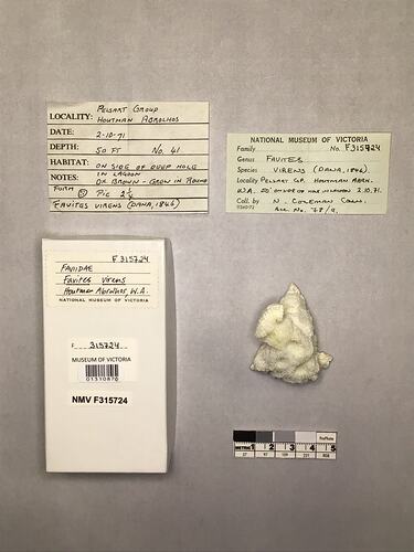 Dry coral specimen beside labels.