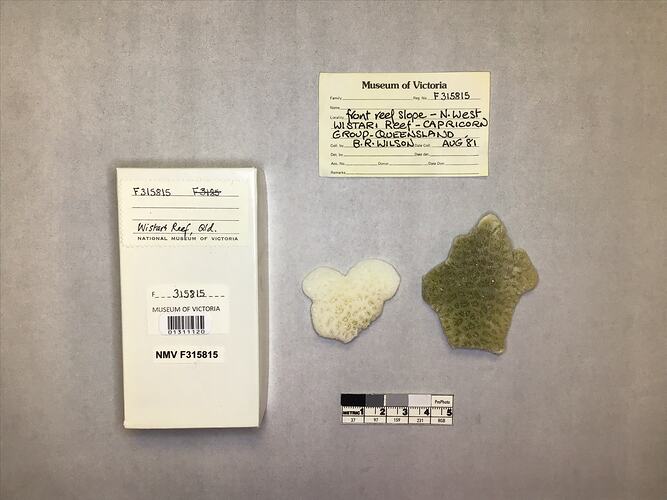 Dry stony coral specimens beside labels.