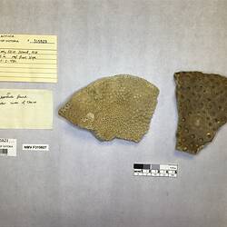 Dry stony coral specimens beside labels.