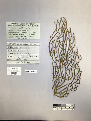 Dry soft coral specimen beside labels.