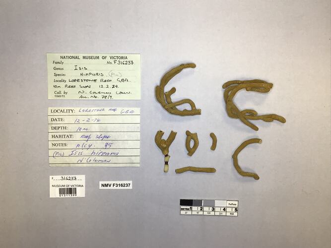 Dry soft coral specimen beside labels.