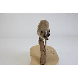 <em>Loris tardigradus</em>, Red Slender Loris. [C 30233]