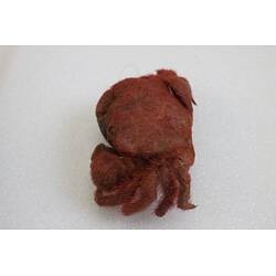 <em>Pilumnus tomentosus</em>, Common Hairy Crab. [J 38956]