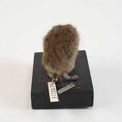 <em>Lemmus sibiricus</em>, Siberian Brown Lemming. [C 30116]