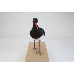 <em>Haematopus longirostris</em>, Pied Oystercatcher. [B 32992]