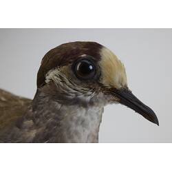 <em>Phaps chalcoptera</em>, Common Bronzewing. [B 32955]