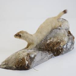 <em>Mustela erminea</em>, Ermine. [C 30004]