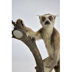 <em>Lemur catta</em>, Ring-tailed Lemur. [C 30344]